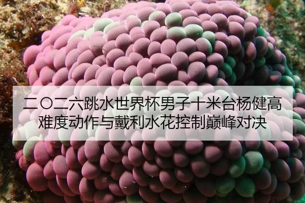 二〇二六跳水世界杯男子十米台杨健高难度动作与戴利水花控制巅峰对决
